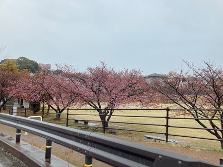 2022.02.21 大村市 久原公園 河津桜IMG_9067