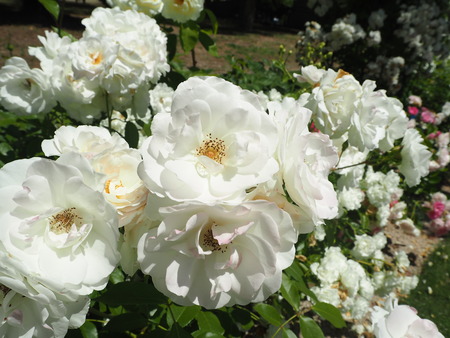 34-32-23-10-¥Ï¥¦¥¹¥Æ¥ó¥Ü¥¹¡¡2020¥Ð¥éº×P5242385