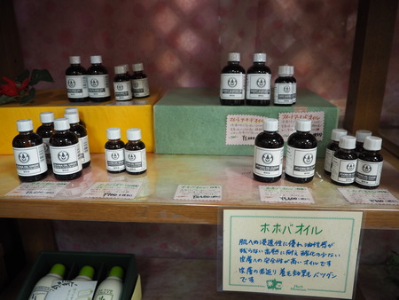 諫早市小長井町 山茶花高原P1161589