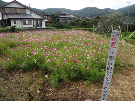 5−多良見町大草 コスモス畑PA191940