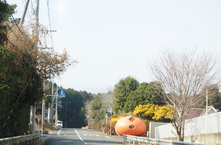 諫早市小長井町 山茶花高原P1161502