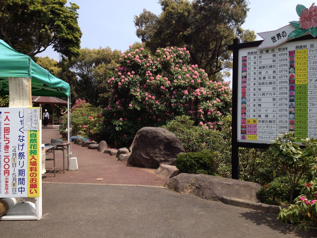しゃくなげも花盛り 裏見の滝 シャクナゲの里 大村市中岳町 長崎 諫早市民 ふくちゃんの食う 寝る 遊ぶ日記 しゃくなげも花盛り 裏見の滝 シャクナゲの里 大村市中岳町 長崎 諫早市民 ふくちゃんの食う 寝る 遊ぶ日記