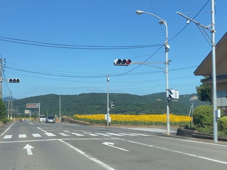 2025.07.25 雲仙市愛野町 ひまわり畑IMG_8044