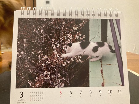 2023.03.11 長崎県美術館 岩合光昭和こねこIMG_4531