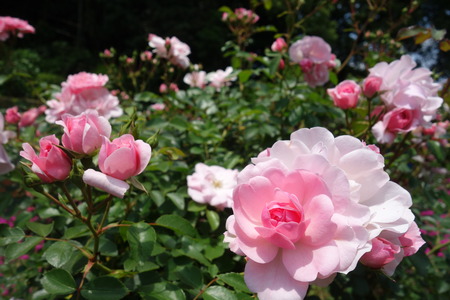 13������Х��DSC00237