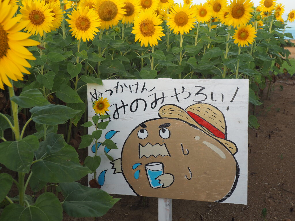 ひまわり満開！今が絶好のタイミング「ひまわりクエストⅣ」（雲仙市小