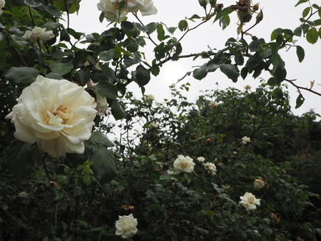 20-諫早市栗面町 Mai's garden P5171445