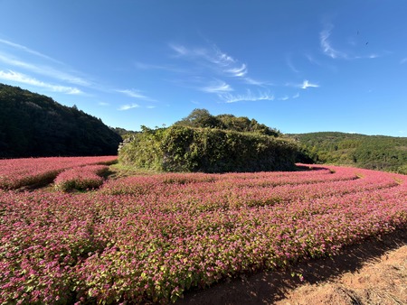 ����Ծ�Ĺ��Į�ĸ����ֶ����β�IMG_3604