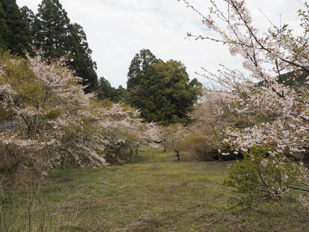 2023.04.01 雲仙市国見町 烏兎の杜P1011384