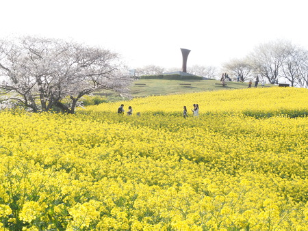 2024.03.29 白木峰高原の菜の花P3290246