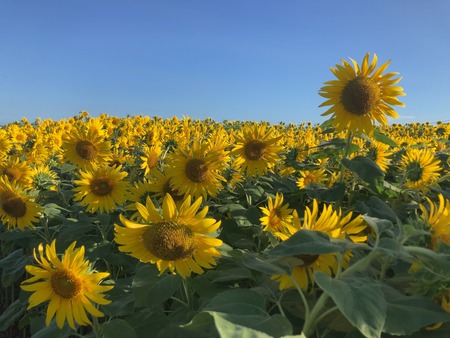 2025.07.25 雲仙市南串山ひまわりIMG_7967