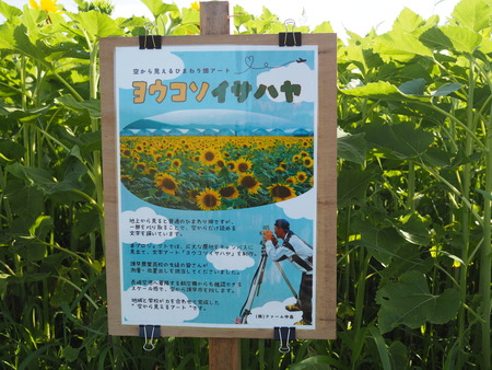 諫早湾干拓地の、ひまわり畑P1010141