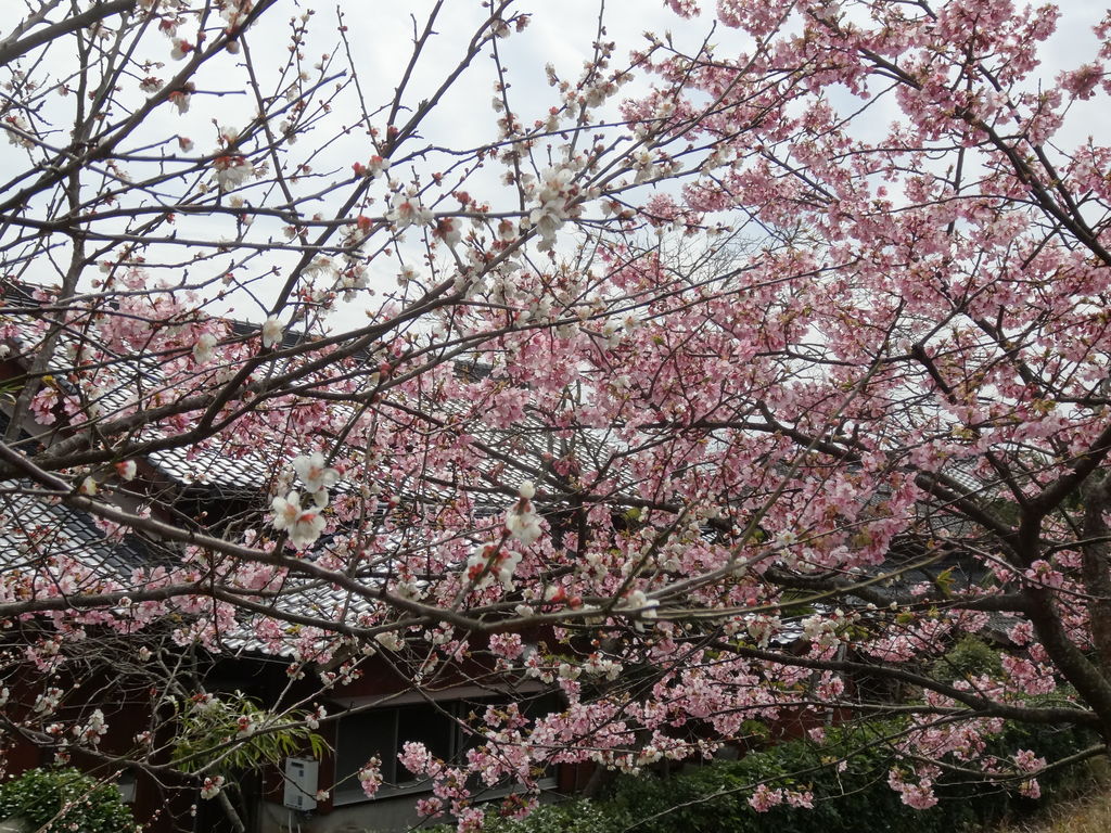 佐々町さんぽ 佐々に春を告げる 河津桜 シロウオまつり 北松浦郡佐々町 長崎 諫早市民 ふくちゃんの食う 寝る 遊ぶ日記 佐々町さんぽ 佐々に春を告げる 河津桜 シロウオまつり 北松浦郡佐々町 長崎 諫早市民 ふくちゃんの食う 寝る 遊ぶ日記