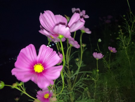 ¹âÍèÄ®´³ÂóÃÏ¥Õ¥é¥ï¡¼¥¾¡¼¥óIMG_0796