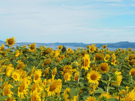 2022.07.30 ����Ծ���Į���Ҥޤ�ꥯ������P7303600