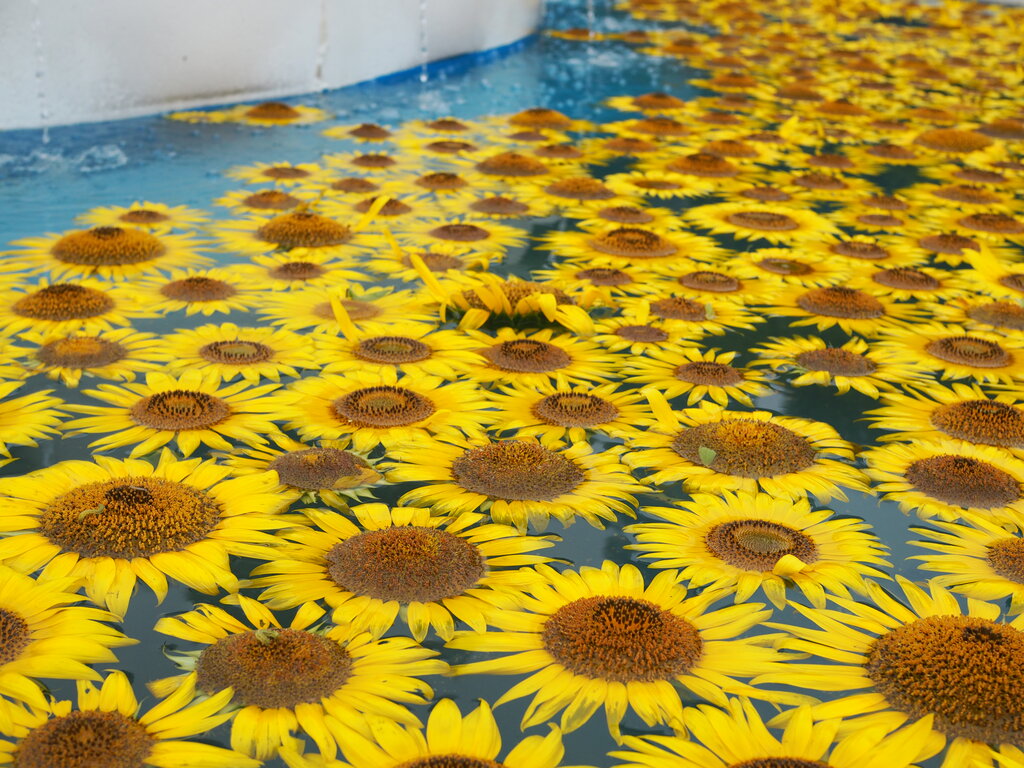 2025 ひまわり巡り~諫早湾干拓地から南島原市まで（諫早市、雲仙市