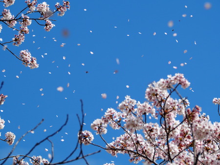 2023.04.01 雲仙市国見町 百花台公園P1011617