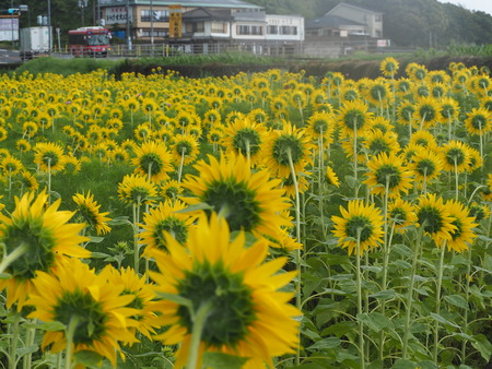 2021.07.07����Ծ�Ĺ��Į�����ե롼�ĥХ���P7078685