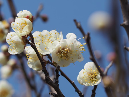 2023.02.15 長崎市松原町 原種梅林 虎馬園P1016064