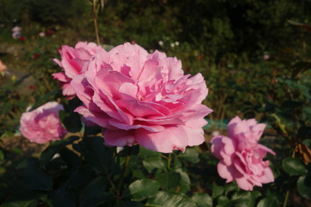 £±£²¡ÝÂç¼¼¤µ¤ó¡¡¥Ð¥é±àDSC07051