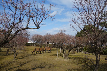 8-島原梅園DSC09517