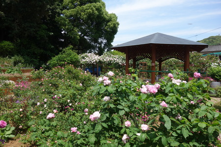 ��������Х��DSC00221