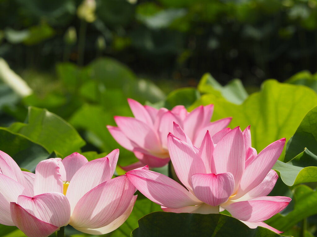 22 蓮の花の見頃が続いてます 唐比ハス園 諫早市森山町 長崎 諫早市民 ふくちゃんの食う 寝る 遊ぶ日記
