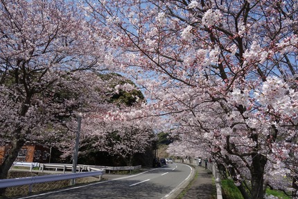 9-多良見町古川の桜DSC04116