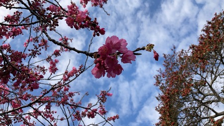 2022.02.18 雲仙市国見町 神代小路IMG_8427