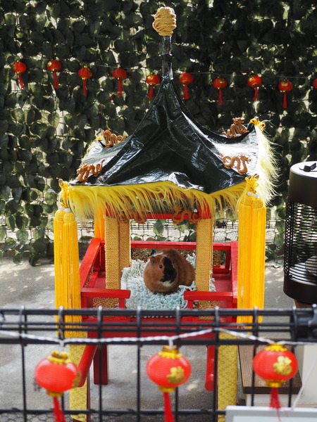 Ĺ����ࡡ����åȤΥ���P2141769