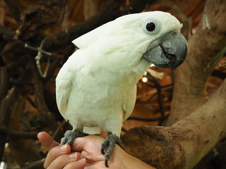 9-Ĺ��Х����ѡ���PAW ���������P6050850