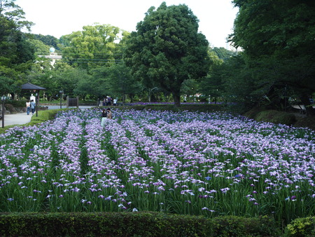 2021.05.25 大村公園 菖蒲P5232355