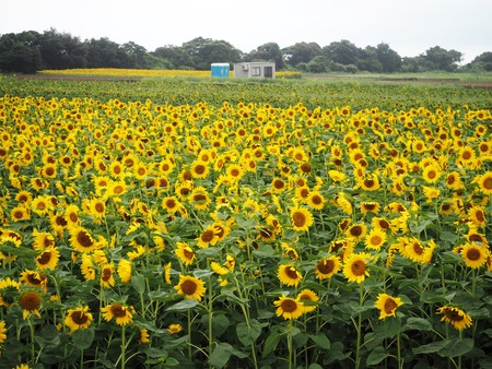 9-愛野町 国道205号線沿いP7213985
