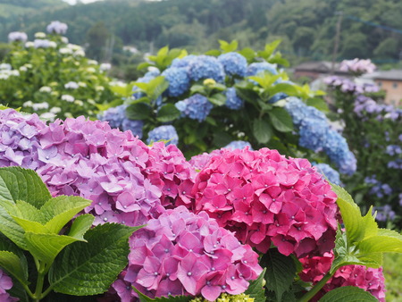 2023.06.10������Կ���Į���ä��������ࡡ���Ĥ�����P1019859