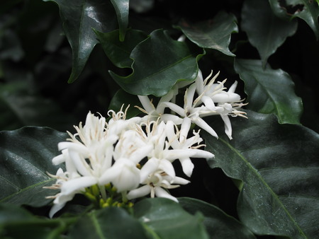 2024.07.02 大村市 長崎スコーコーヒーパークP1010634