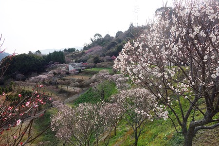 15-虎馬園DSC07621