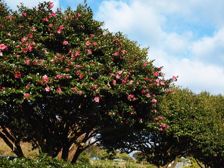 2024.12.01 taradake outdoor garaPC020228