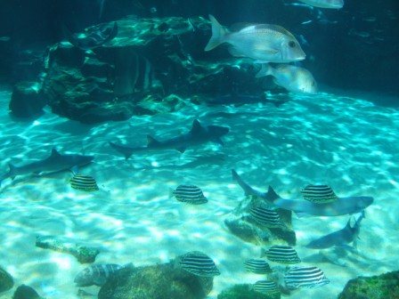海の生物に癒されました 九十九島水族館 海きらら 佐世保市鹿子前町 長崎 諫早市民 ふくちゃんの食う 寝る 遊ぶ日記