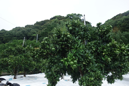 1-¿�ɸ�ĮDSC09947