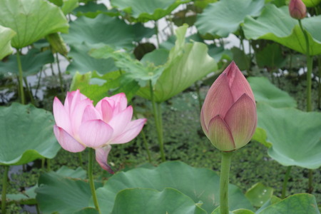 13-���������ϥ���DSC08856