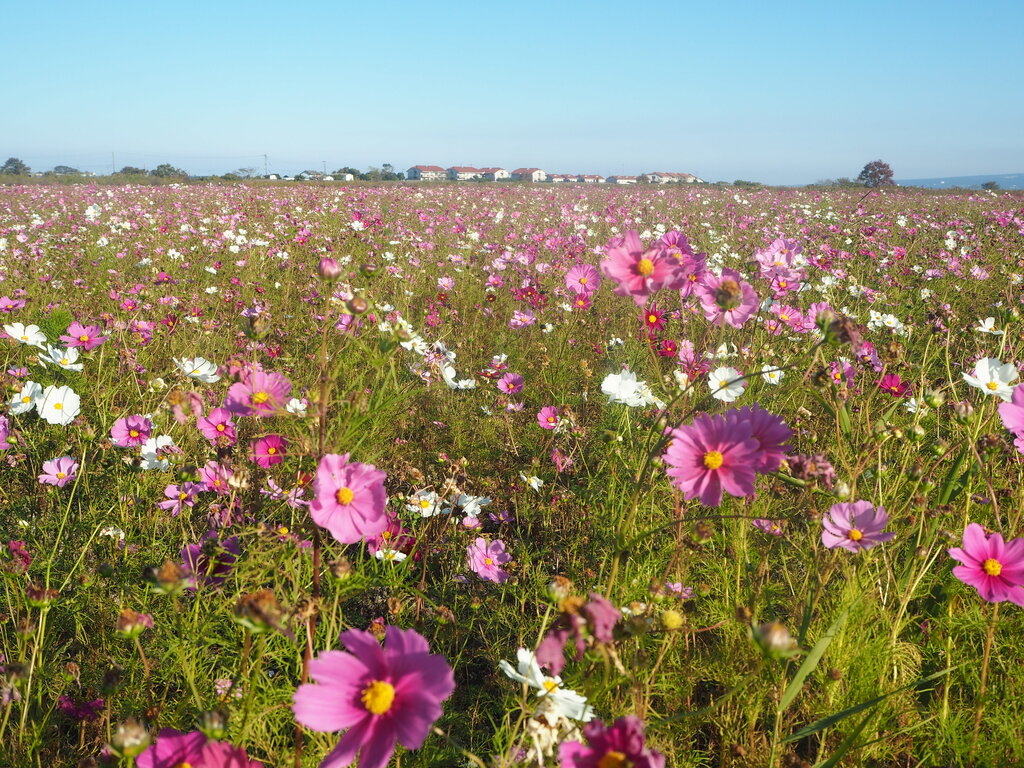 コスモスとひまわりに映えるフルーツバス停 諫早市小長井町 長崎 諫早市民 ふくちゃんの食う 寝る 遊ぶ日記