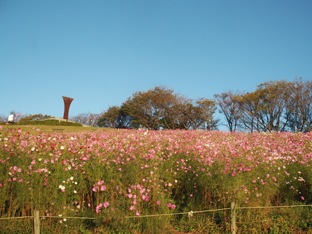 白木峰高原のコスモスPA121427