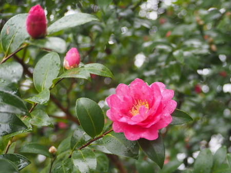 2022.11.19 雲仙市国見町 百花台公園P1014693
