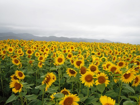 6-愛野町 牛花前P7214012