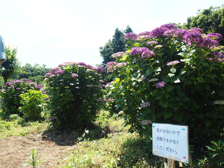 2021.05.28������Կ���Į���å���������P5232183