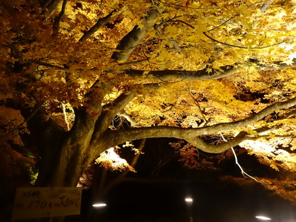 �����ݸ������ڱ�DSC09636