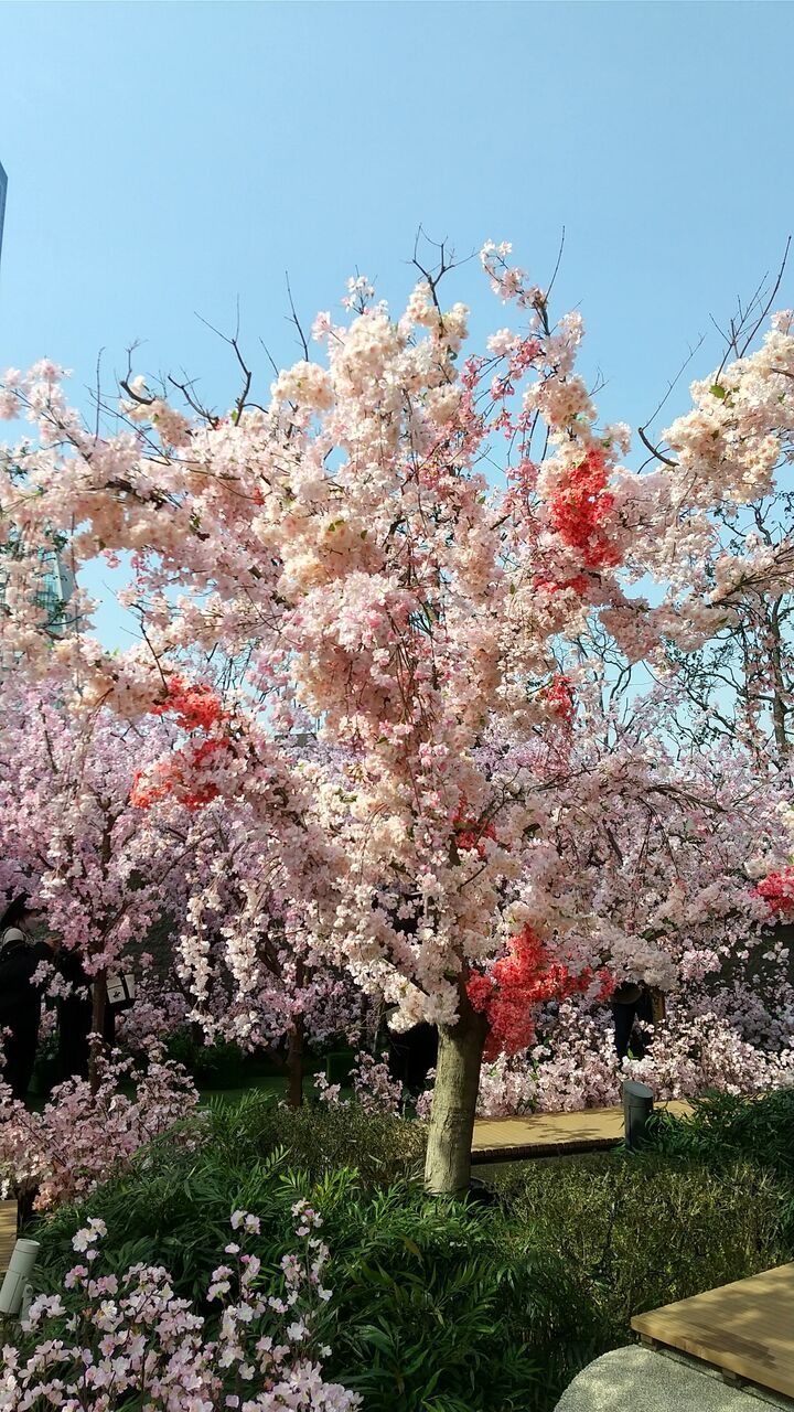 サクラスカイガーデン かおりの音活