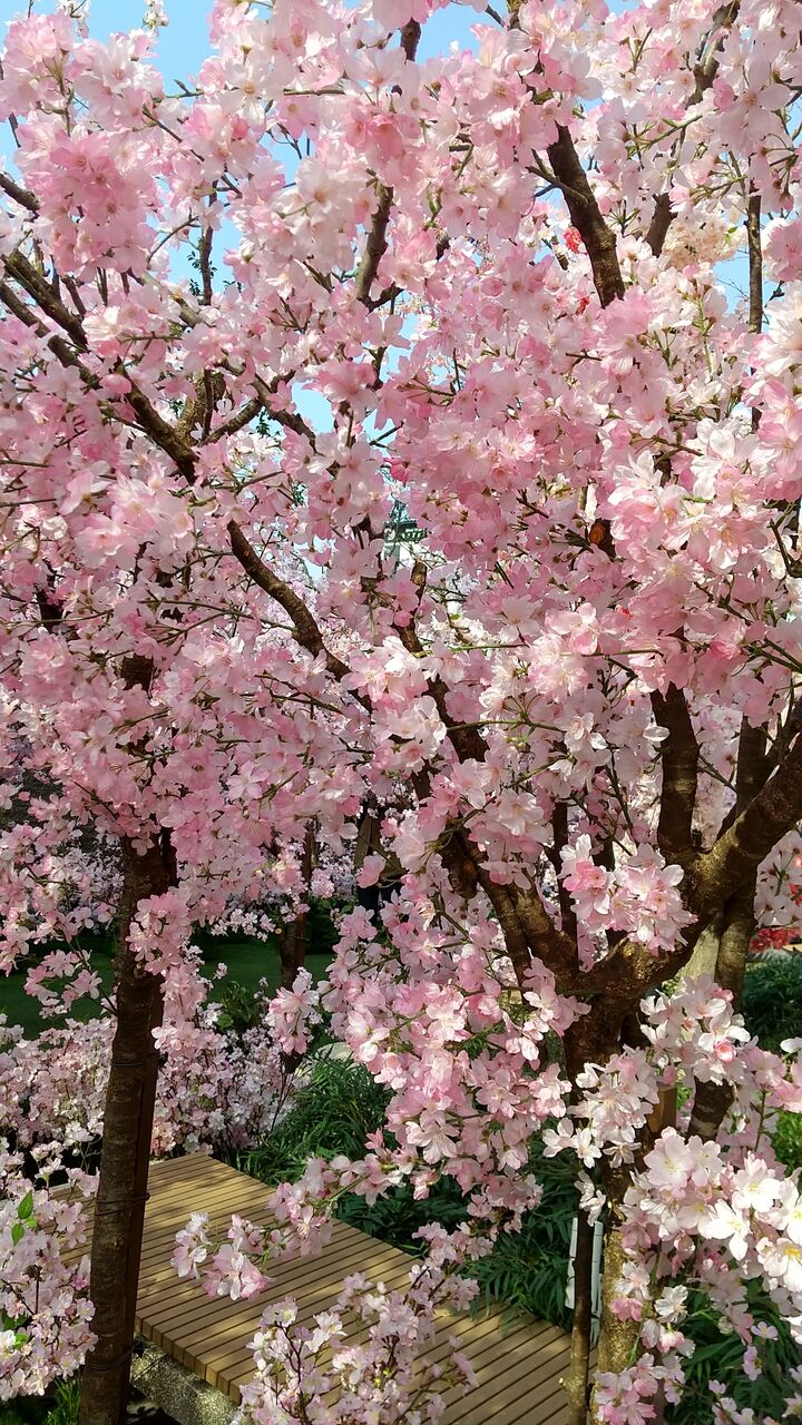 サクラスカイガーデン かおりの音活