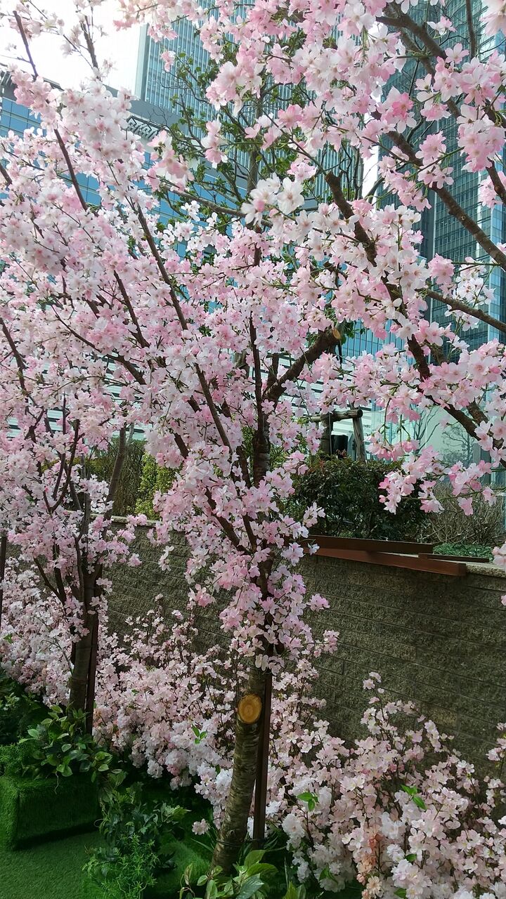 サクラスカイガーデン かおりの音活