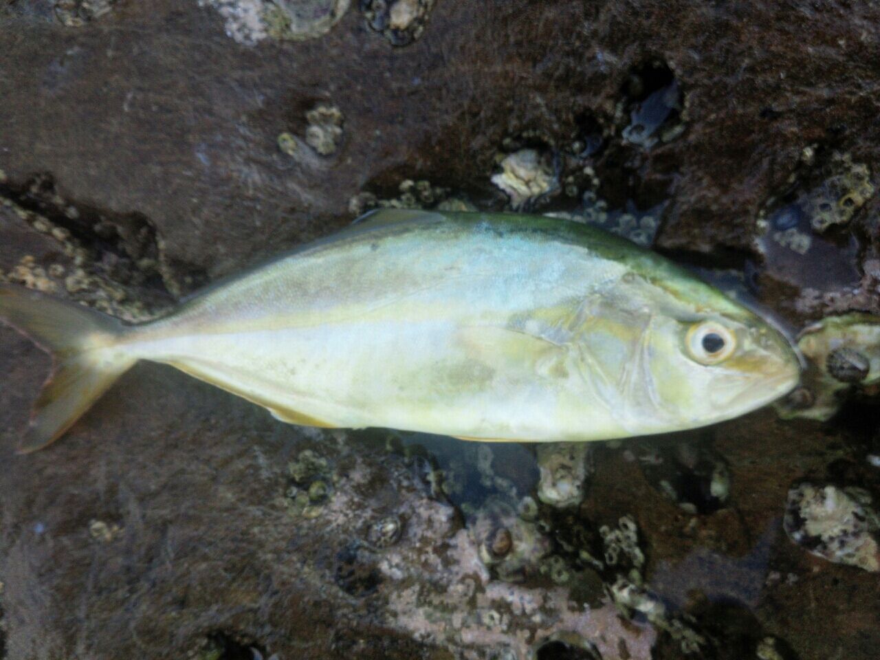 ンッ カマス ショゴ ワカシ Fukufukumanの房総ルアー釣り日記
